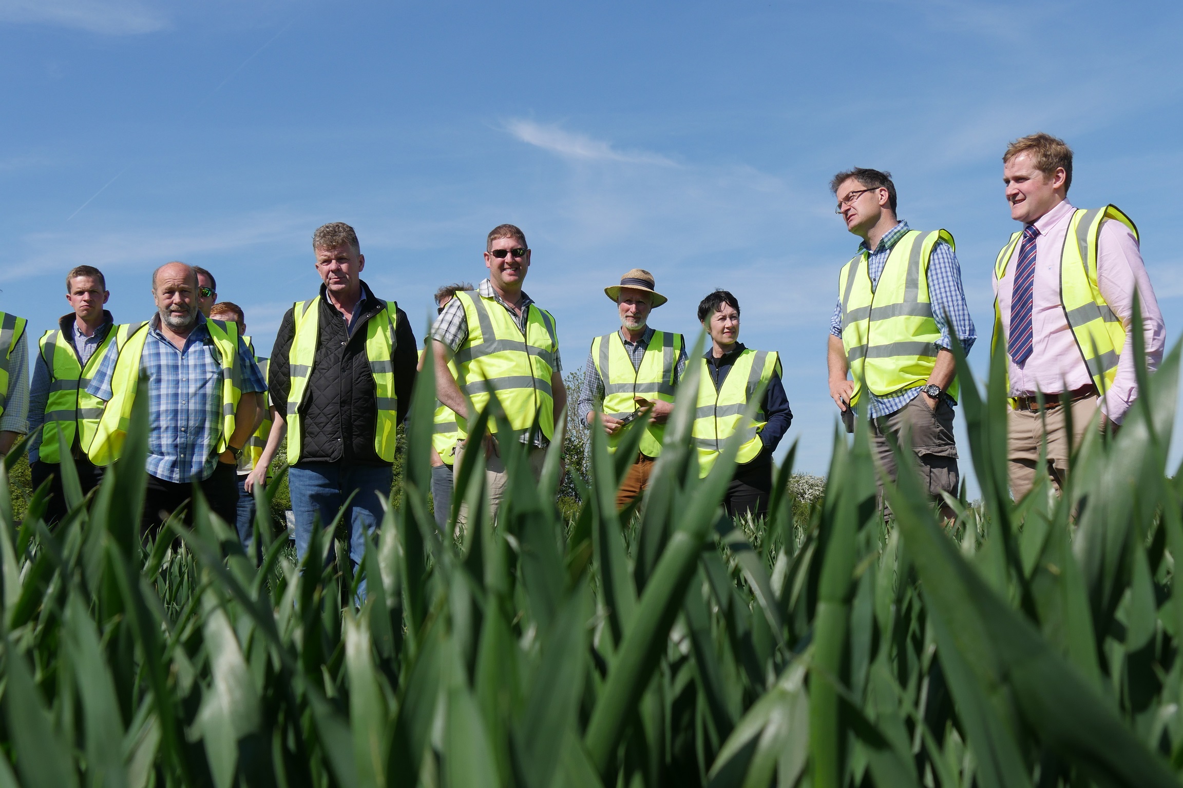 Monitor Farm group looks at a field of wheat